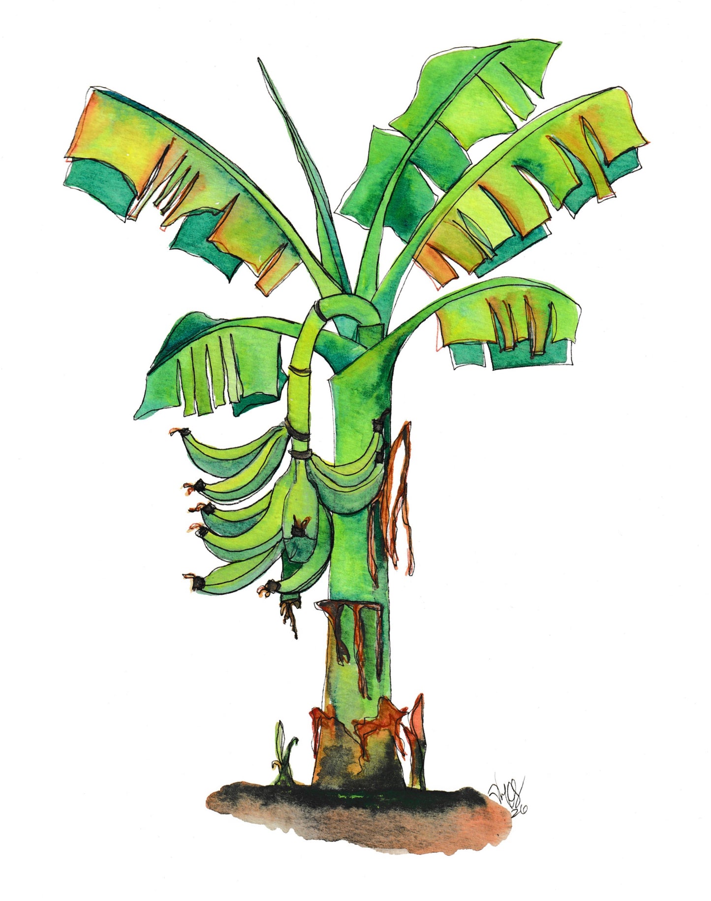 Mata de Plátano (Prints)
