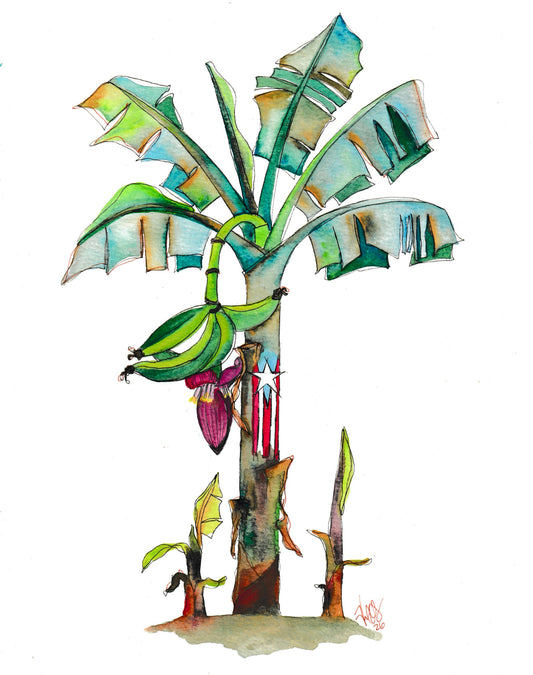 Mata Plátano Bandera (Prints)